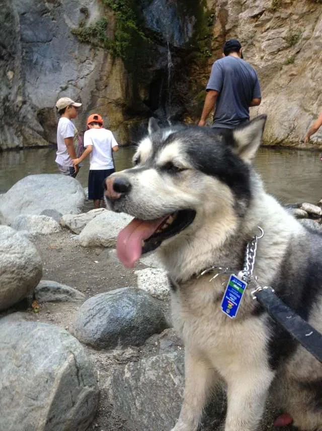 Bobby, Robert’s Alaskan Malamute, in the original family photograph